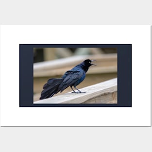 Great Tailed Grackle Shimmers in Iridescent Color Posters and Art